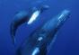 Энциклопедия животных Где водится синий кит