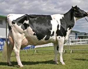 Разведение коров на молоко: особенности и перспективы